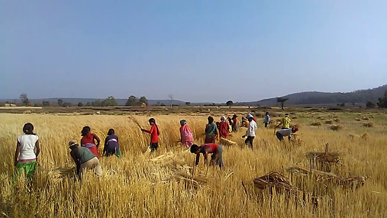कृषि सलाह : मौसम की परिस्थिति को देख रबी फसलों की कटाई के लिए कर दें तैयारी